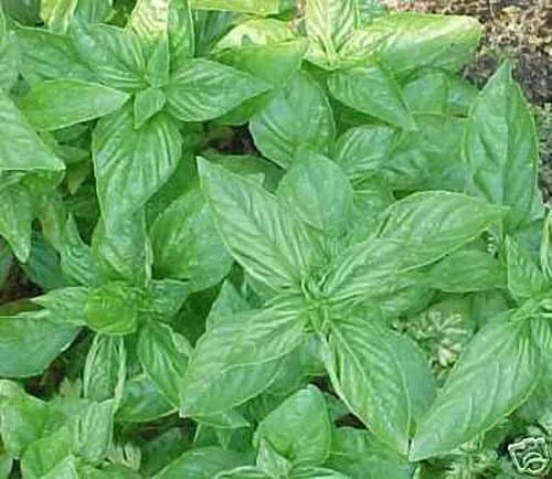 Miniatura 2 de BULK - Hierba de jardín dulce genovesa de albahaca de 1 libra