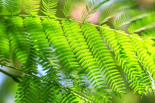 Miniatura 4 de Albizia julibrissin Rosea Árbol de Seda Persa Rosa 30 Semillas (Albizia julibrissin f. rosea)