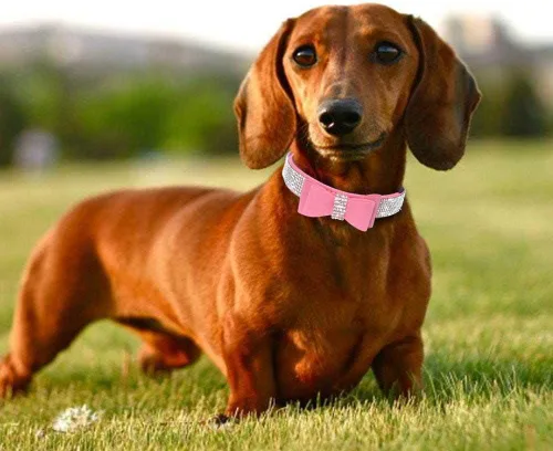Miniatura 4 de Collares Pequeños para Perros Femeninos, Lindo Cristal de Rinstone con Pajarita de Diamante de Brillo para Cachorros para XXS XS Perros Pequeños