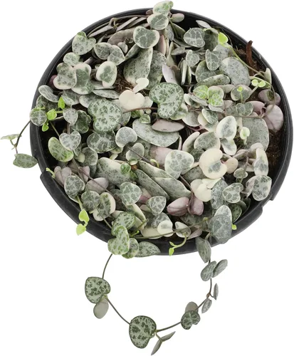 Miniatura 2 de Cesta colgante de cadena de corazones abigarrados, Ceropegia linearis Woodii, cadena de corazones, plantas suculentas vivas, plantas
