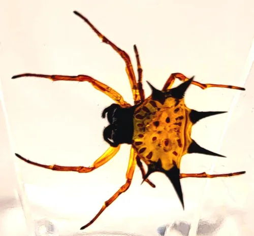 Miniatura 22 de 44mm de escorpión negro real en resina de lucite transparente cristalina, especímenes de artesanía, insectos de varios animales, colección