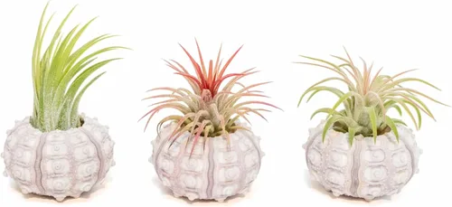 Air Plant Shop Paquete de 3 erizos Sputnik con plantas de aire surtidas, al por mayor y a granel, suculentas, Tillandsia viva, plantas de interior y