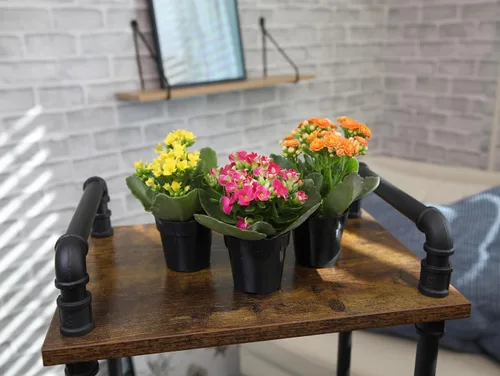 Miniatura 9 de Kalanchoe - Paquete de 3 plantas de flores, decoración de plantas de escritorio, regalos de suculentas vivas para amantes de las plantas, ideas