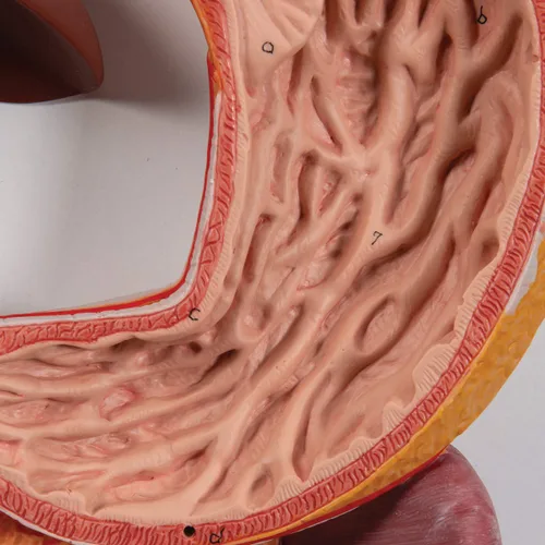 Miniatura 4 de 3B Scientific Sistema digestivo K21 3 parte - 3B Smart Anatomy
