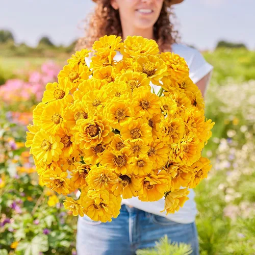 Miniatura 70 de Eden Brothers - Semillas de zinnia, cactus con flores, sin OMG, plantar en primavera, paquete, flores de bajo mantenimiento, zonas 3, 4, 5, 6, 7, 8
