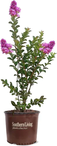 Miniatura 23 de American Plant Exchange Black Diamond Shell Pink Crape Myrtle Tree Live, maceta de 1 galón, 1-1.5 pies de alto, flores rosas vibrantes, tolerantes a