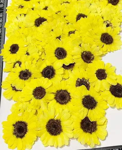 Miniatura 3 de 12 piezas de girasoles amarillos brillantes, flores secas prensadas reales y naturales para arte con resina y manualidades DIY