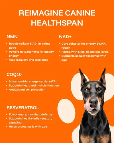 Miniatura 4 de Suplemento de longevidad para perros NAD+ y NMN - Salud de las articulaciones, vitalidad y envejecimiento saludable - Tecnología nanoliposomal