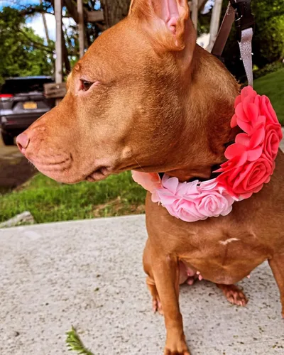 Miniatura 8 de Collar de perro de 4 o 6 o 20 piezas de flores grandes para mascotas, accesorios para collar de mascotas pequeñas, medianas y grandes, hembra, gato