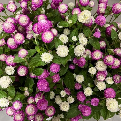 Miniatura 3 de Más de 1000 semillas de amaranto globo para plantar, semillas de flores de gomphrena de amaranto, pompones, sin OMG, semillas de plantas