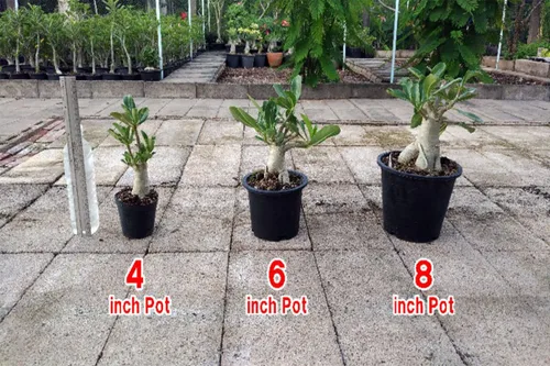 Miniatura 2 de Juego de 4 plantas de árbol bonsái Adenium Thai Socotranum Desert Rose Bonsai Decoración Registrado Track Online 100% garantía Satisfacción