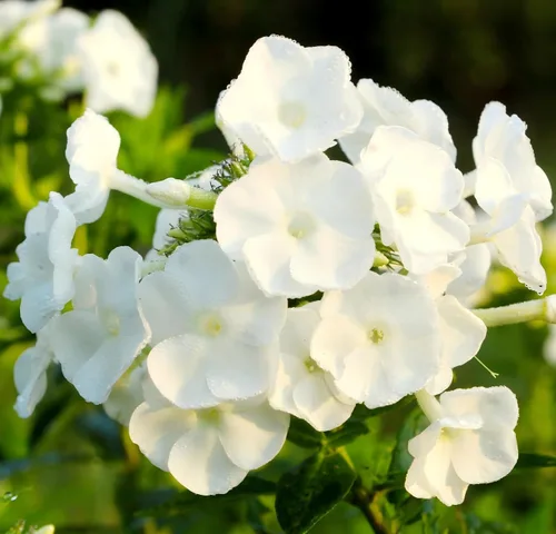 Miniatura 2 de CarpetC - Más de 1000 semillas de Phlox blancas para plantar, flores de verano fragantes de hoja perenne rastreras Phlox subulata, cubierta