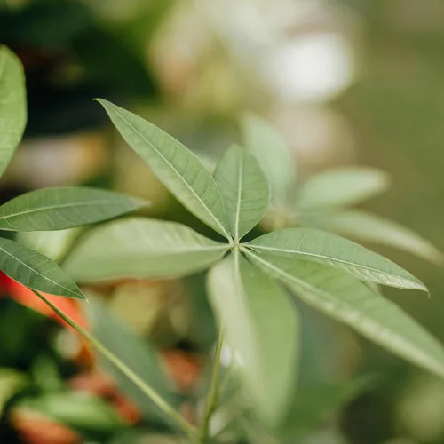 Miniatura 10 de Altman Plants, Planta de Árbol del Dinero Viva, Árbol del Dinero Pachira Aquatica, Árbol del Dinero Feng Shui Pachira Aquatica, Planta Pachira Árbol