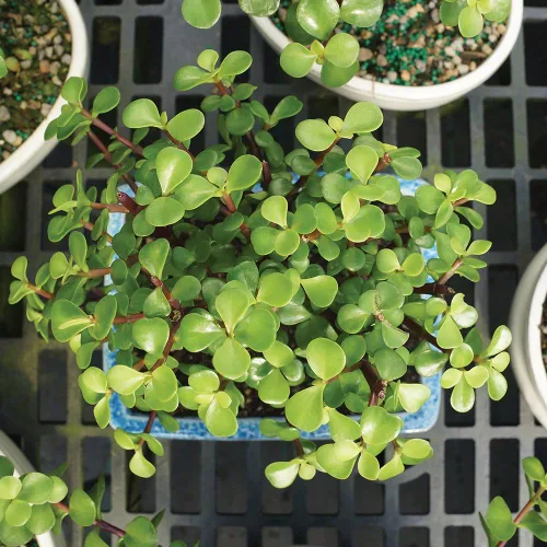 Miniatura 5 de Brussel's Bonsai Árbol bonsái de jade enano vivo, para interiores, pequeño, 3 años de edad, 5 a 8 pulgadas de alto, maceta decorativa de cerámica