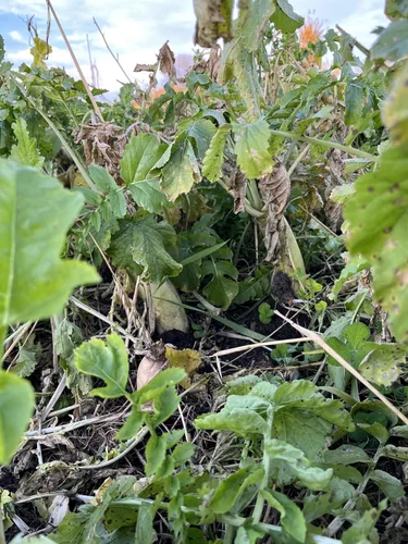 Miniatura 7 de Semilla de rábano para plantar: jarra de 1/2 acre, semillas de parcela de alimentos Brassica con alto contenido de proteínas, cultivo de cobertura