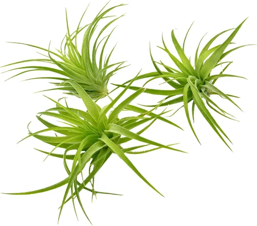 Miniatura 77 de ragnaroc Planta de Aire Viva – Tillandsia Capiput, Jumbo 6-9” - 2 unidades - Llegada Viva Garantizada - Plantas de Casa para Decoración del Hogar