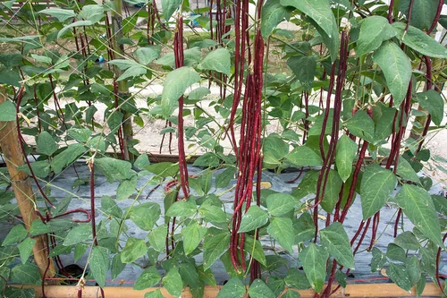 Miniatura 3 de Purple Yard - Semillas de frijol largo, más de 85 semillas, semillas de frijoles largos asiáticos, semillas de frijoles de espárragos, Phaseolus