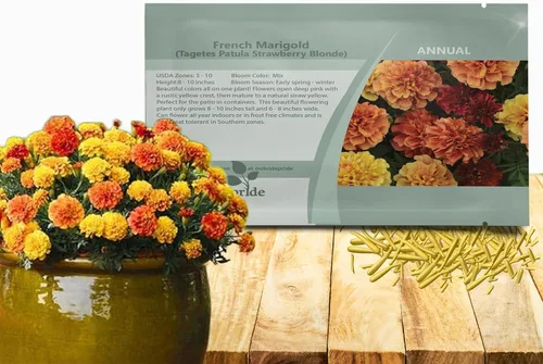 Miniatura 11 de Outsidepride 250 semillas anuales Tagetes Patula Outback French Marigold Garden Flower Seed Mix para plantar French Outback Mix