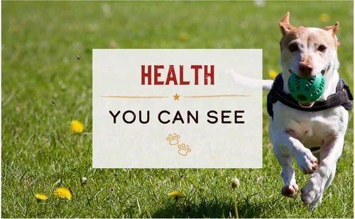 Miniatura 5 de Merrick Alimento húmedo enlatado para perros con cereales saludables de ingredientes limitados, receta de pollo y arroz integral para perros