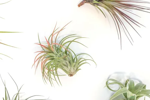 Miniatura 2 de Air Plant Shop Paquete de 5 plantas de aire variadas para coleccionistas, al por mayor y a granel, suculentas, Tillandsia viva, plantas