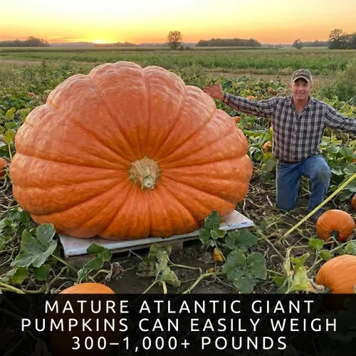 Miniatura 2 de La calabaza más grande del mundo 10 semillas Cultiva calabazas gigantes del Atlántico