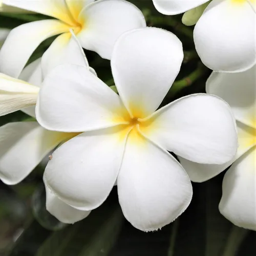Hawaiian Rare Plumeria Frangipani Planta esquejes rojo, blanco, amarillo, rosa - 10 pulgadas - Descuento Hawaiian Gifts LQ4 (Blanco) | Frangipani