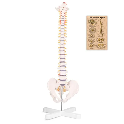 Winyousk Modelo de columna vertebral de anatomía, modelo de columna vertebral humana anatómica flexible de tamaño natural de 34 pulgadas, modelo de