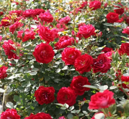 Miniatura 4 de 1000 semillas + Muti Color Mix Rose Seeds - Flores exuberantes, perennes, mariposa fragante trepadora de vid, semillas de flores. Semillas de rosa
