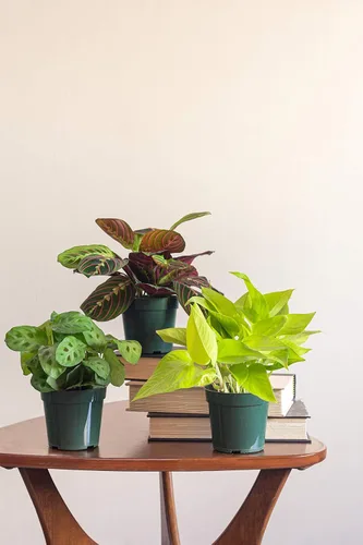 Miniatura 3 de Urban Jungle Philodendron Cordatum en maceta cultivadora de 4 pulgadas (planta viva)