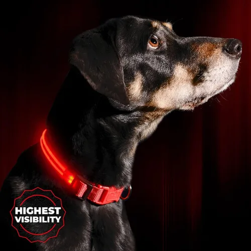 Miniatura 11 de Collar para perros LED Illumiseen, recargable por USB, Anaranjado encendido