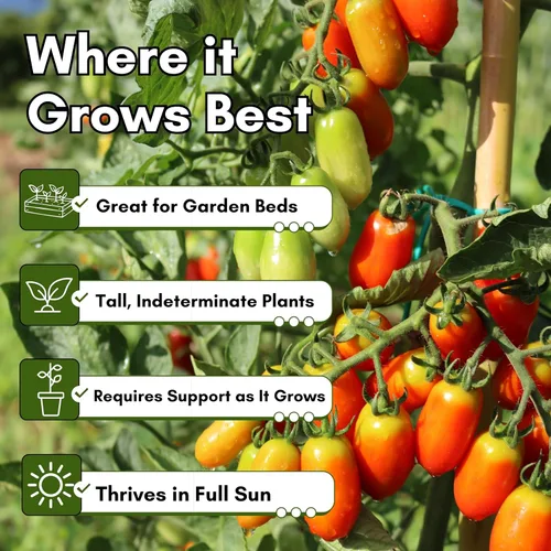 Miniatura 6 de Woods Creek Seeds: Semillas de tomate San Marzano para plantar, semillas de tomate tradicionales para plantar al aire libre, interior, patio