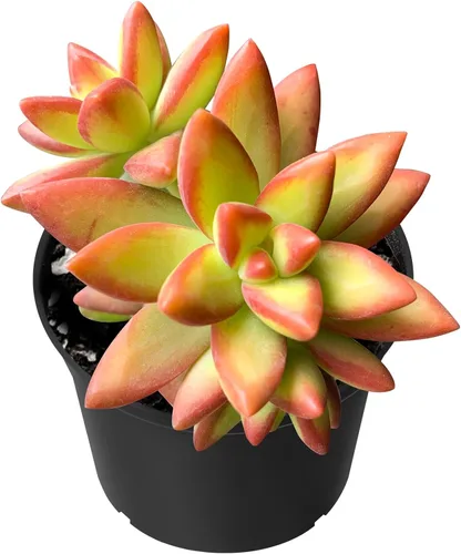 Miniatura 16 de Sprout N Green Golden Jade - Crassula Ovata 'Hummel Sunset', rara planta suculenta linda totalmente enraizada en maceta de 2 pulgadas con tierra