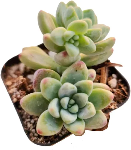 Plantas suculentas vivas Plantas Sedum (maceta Clavatum de 2")