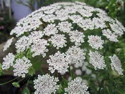 Miniatura 2 de Semilla de flor de obispo, 100 semillas, anual, hermosa flor!
