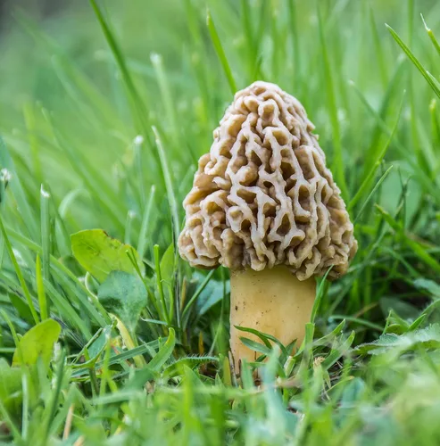 Miniatura 2 de Kit de cultivo de aserrín de hongos Morel – 1.41 oz (paquete de 1) – Fácil de cultivar hongos preciados en casa