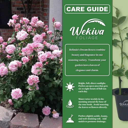 Miniatura 2 de Belinda's Dream Rose Bush - Planta de inicio vivo en una maceta de 2 pulgadas, rosa bellamente fragante de Florida, una belleza versátil con una