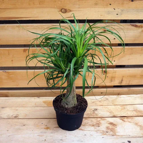 Miniatura 3 de Palmera de cola de caballo, planta viva en una maceta de cultivo de 6 pulgadas, Beaucarnea Recurvata, hermosa planta de interior suculenta de aire