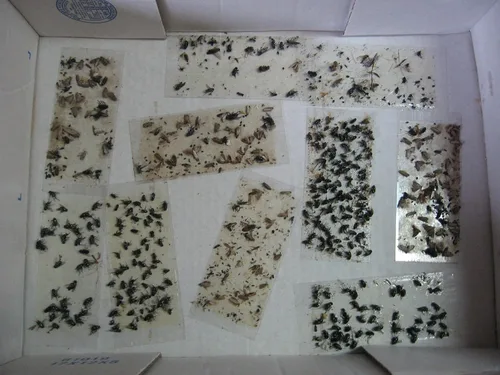 Miniatura 3 de Paquete de 10 trampas adhesivas para grillo, cucaracha/escorpión de camello