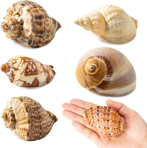 6 conchas grandes de cangrejo ermitaño, concha natural de concha de mar de 2.8 a 3.9 pulgadas, tamaño de apertura de 1.5 a 2.5 pulgadas, conchas