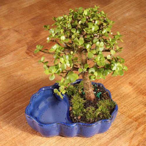 Miniatura 5 de Árbol de bonsái enano vivo de jade de Brussel's Bonsai, para interior - Pequeño, 3 años de edad, de 5 a 8 pulgadas de alto - Árbol de jade en maceta
