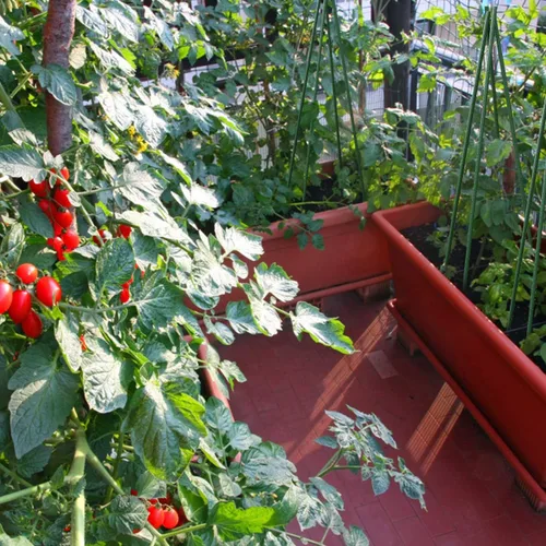 Miniatura 5 de Sunnyglade 25 estacas de 48 pulgadas para plantas de jardín, tomate, estacas y soportes para plantas en maceta
