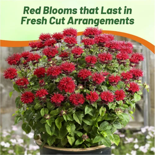 Miniatura 6 de Outsidepride Semillas de Bálsamo de Abeja Escarlata - 250 Piezas Semillas de Monarda Didyma Perennes, Fáciles de Cultivar y Amigables