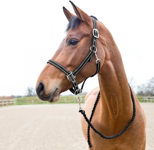 Miniatura 3 de Horze Cooper Halter con cuerda de plomo - Negro - Cob