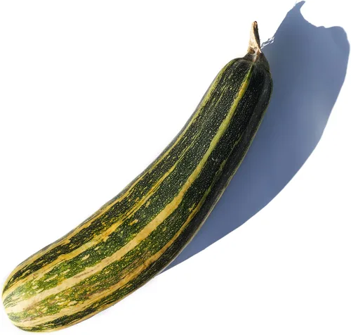 Semillas de calabaza - Verano - Arbusto verde de médula vegetal - 1 onza ~ 250 semillas - Cucurbita Pepo - Sin OMG, reliquia - Granja y huerto