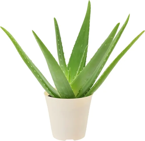 Arcadia Garden Products Planta de interior viva suculenta de aloe vera fácil de interior en maceta de plástico, planta ornamental purificadora de