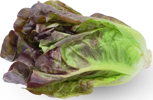 Miniatura 9 de Más de 1000 semillas de lechuga Tom Thumb Heirloom, cultivadas en Estados Unidos sin OMG, cultivadas en Estados Unidos, lechuga en miniatura de 5