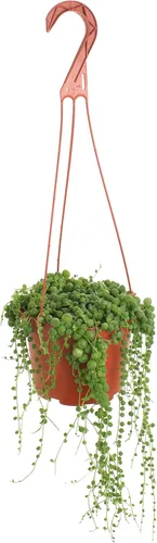 Shop Succulents Cadena de perlas de 6 pulgadas, planta viva para colgar, versátil para cestas colgantes, jardines verticales, decoración interior y
