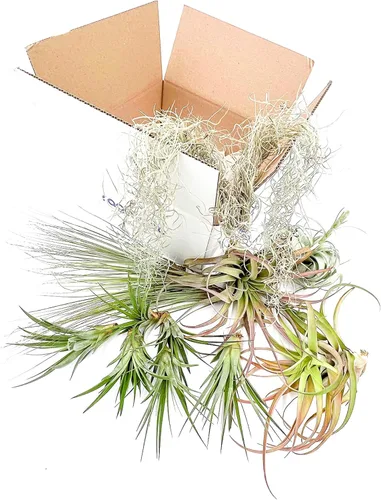 Miniatura 3 de ragnaroc Caja de Regalo para Anfitriones de Fiestas Navideñas Gigante - 13 piezas - Juego de Plantas de Aire Tillandsia - Llegada Viva Garantizada