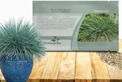 Outsidepride - 1000 semillas de la hierba ornamental perenne koleria azulada (Koeleria Glauca [Blue Hair]) para sembrar