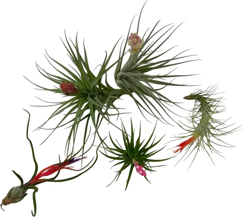 Miniatura 3 de ragnaroc Air Plants - Caja de Regalo Elsker - Grande 4" - 5ct - Llegada Viva Garantizada - Plantas de interior para decoración del hogar y regalo